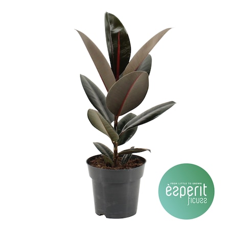 Fikus sprężysty Abidjan– doniczka Ø 17 cm – wysokość 55 cm