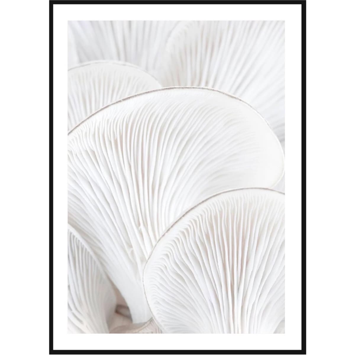 Poster Story, Plakat, Obraz - Skrzela Boczniaka No2, wymiary 50 x 70 cm