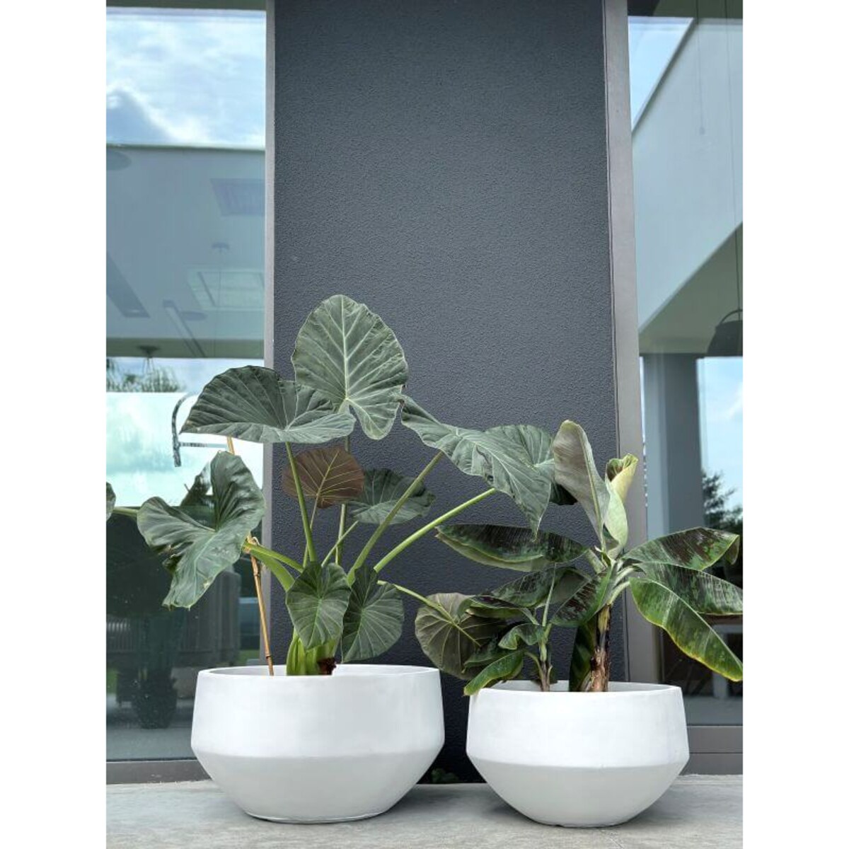 DONICZKA AMANDO BIAŁA S