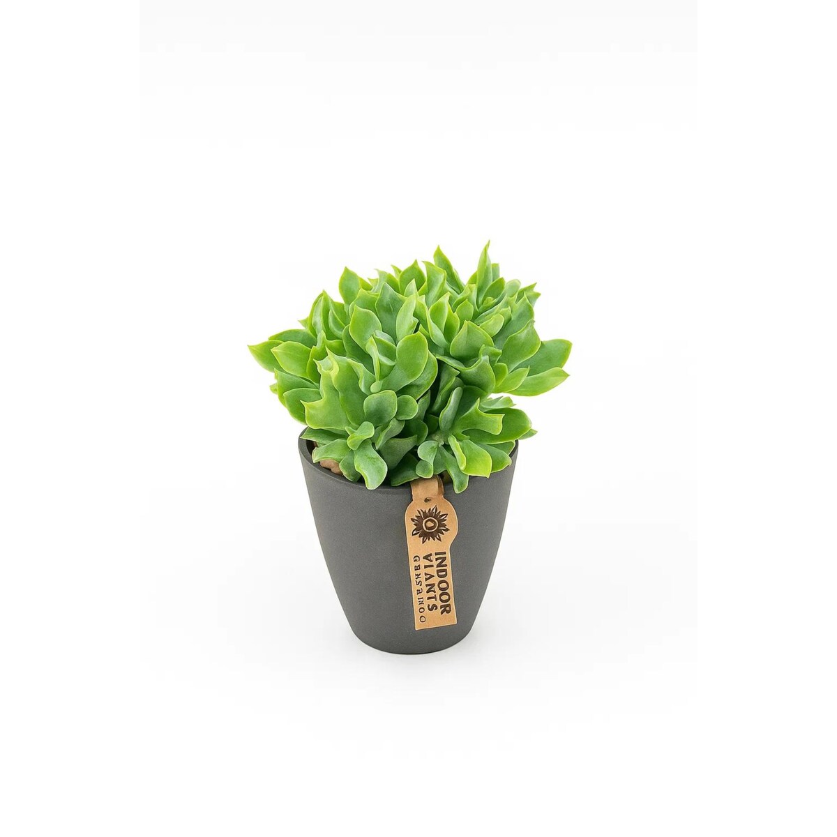 Crassula arborescens w ceramice doniczka 13cm wysokość 22,5cm