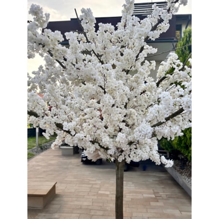 Drzewo kwitnącej wiśni z białymi kwiatami 260 cm - duże i wysokie