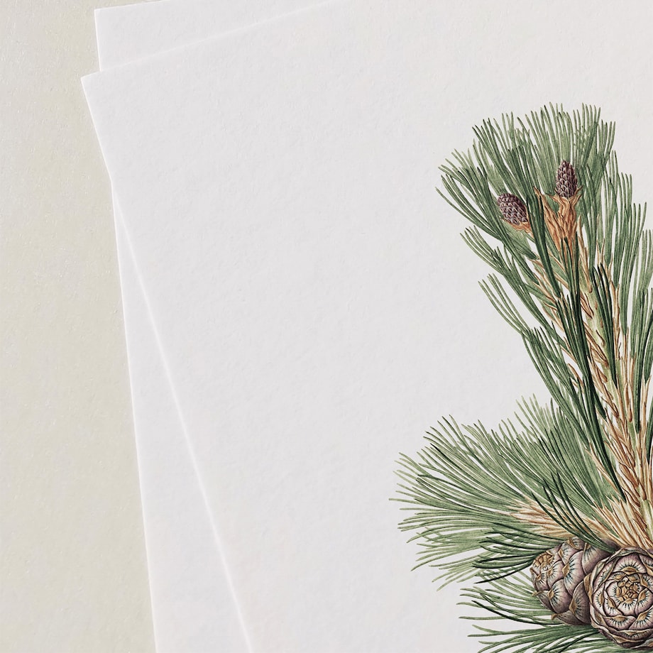 Plakat Gałązka sosny z szyszkami 21x30cm