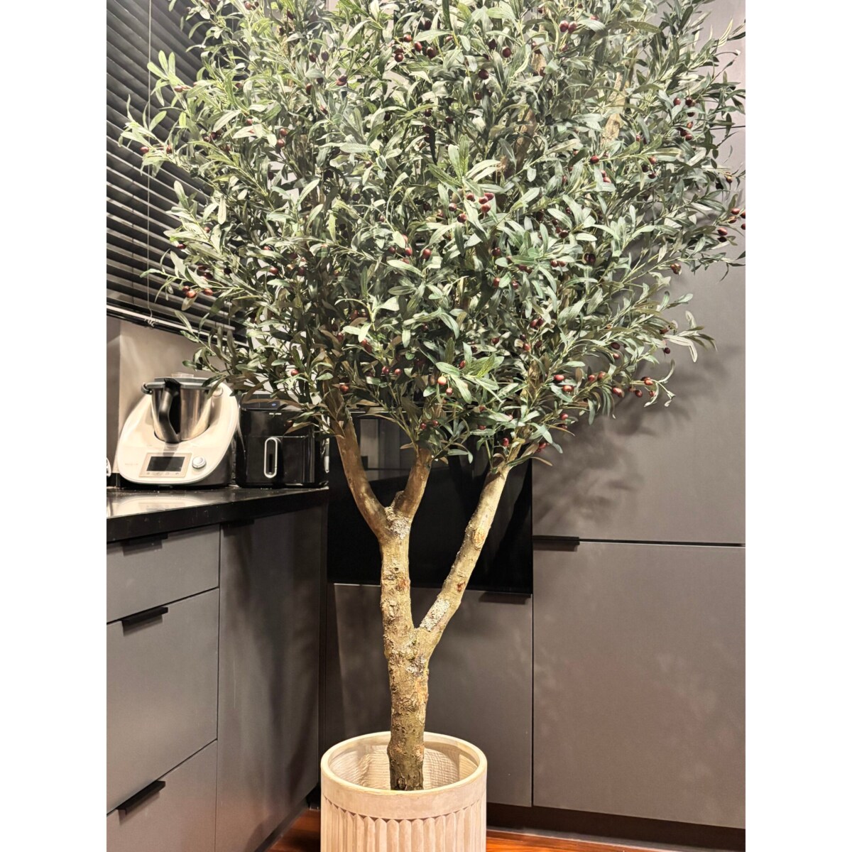 Drzewo oliwka na naturalnym pniu 240 cm - olbrzymia