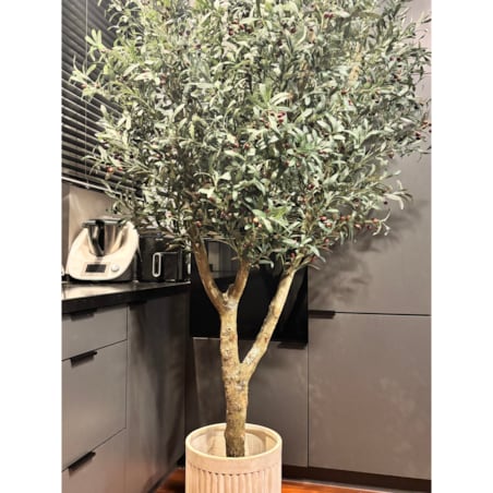 Drzewo oliwka na naturalnym pniu 240 cm - olbrzymia