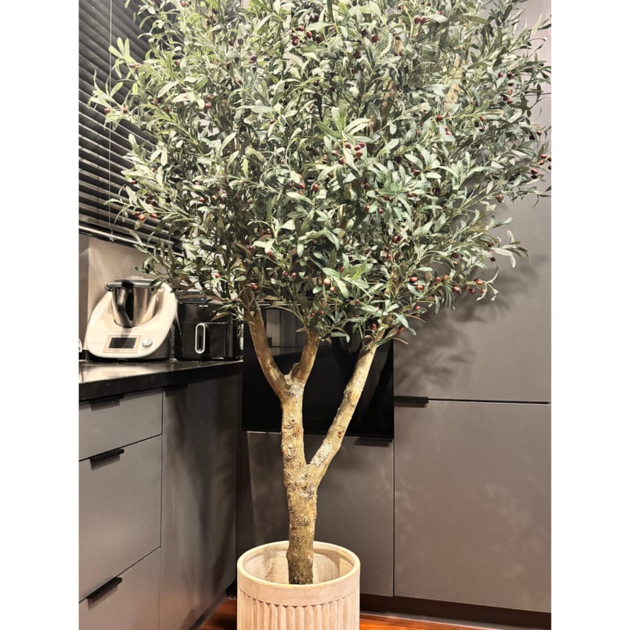 Drzewo oliwka na naturalnym pniu 240 cm - olbrzymia