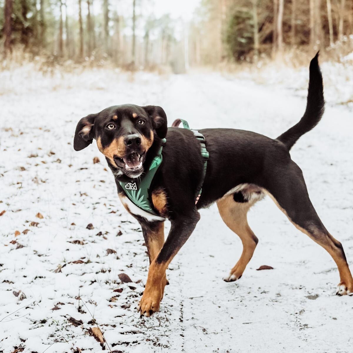 Szelki bezuciskowe dla psa lub kota "Welcome to the jungle" - Szerokość taśmy: 20mm, Rozmiar: XS