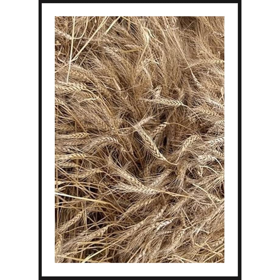 Poster Story, Plakat, Obraz - Kłosy Pszenicy, wymiary 60 x 84 cm