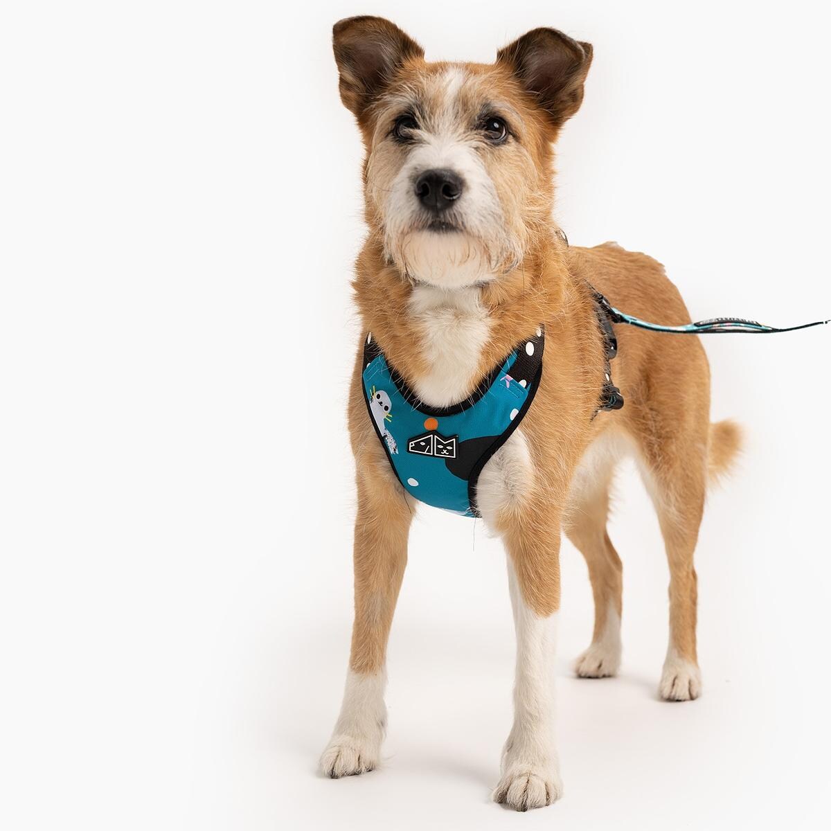 Szelki bezuciskowe dla psa lub kota "Łot de fok?" - Szerokość taśmy: 38mm, Rozmiar: M