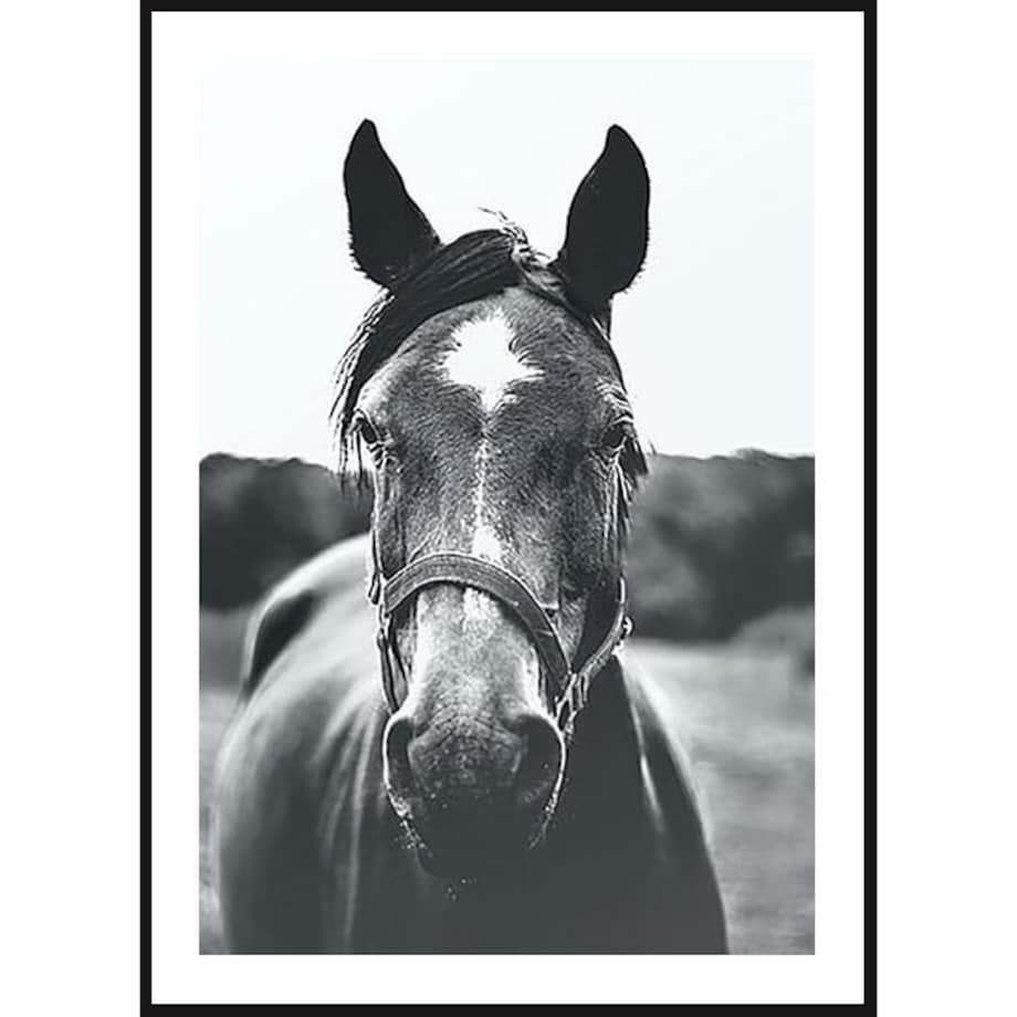 Poster Story, Plakat, Obraz - Czarno-biały Portret Konia, wymiary 60 x 84 cm