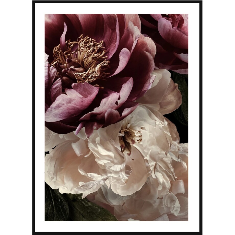 Poster Story, Plakat, Obraz - Rubinowa i Biała Piwonia No2, wymiary 50 x 70 cm