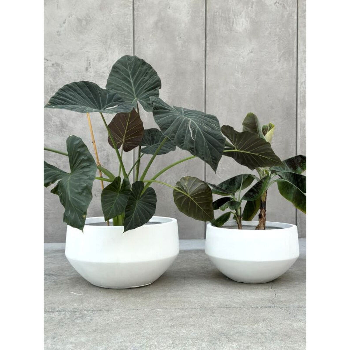 ZESTAW DONICZEK AMANDO BIAŁE