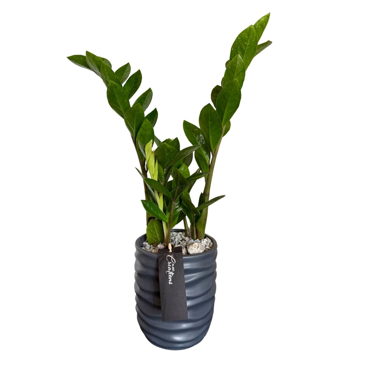 Zamioculcas zamiifolia w ceramicznej doniczce – Ø 16 cm – wysokość 55 cm