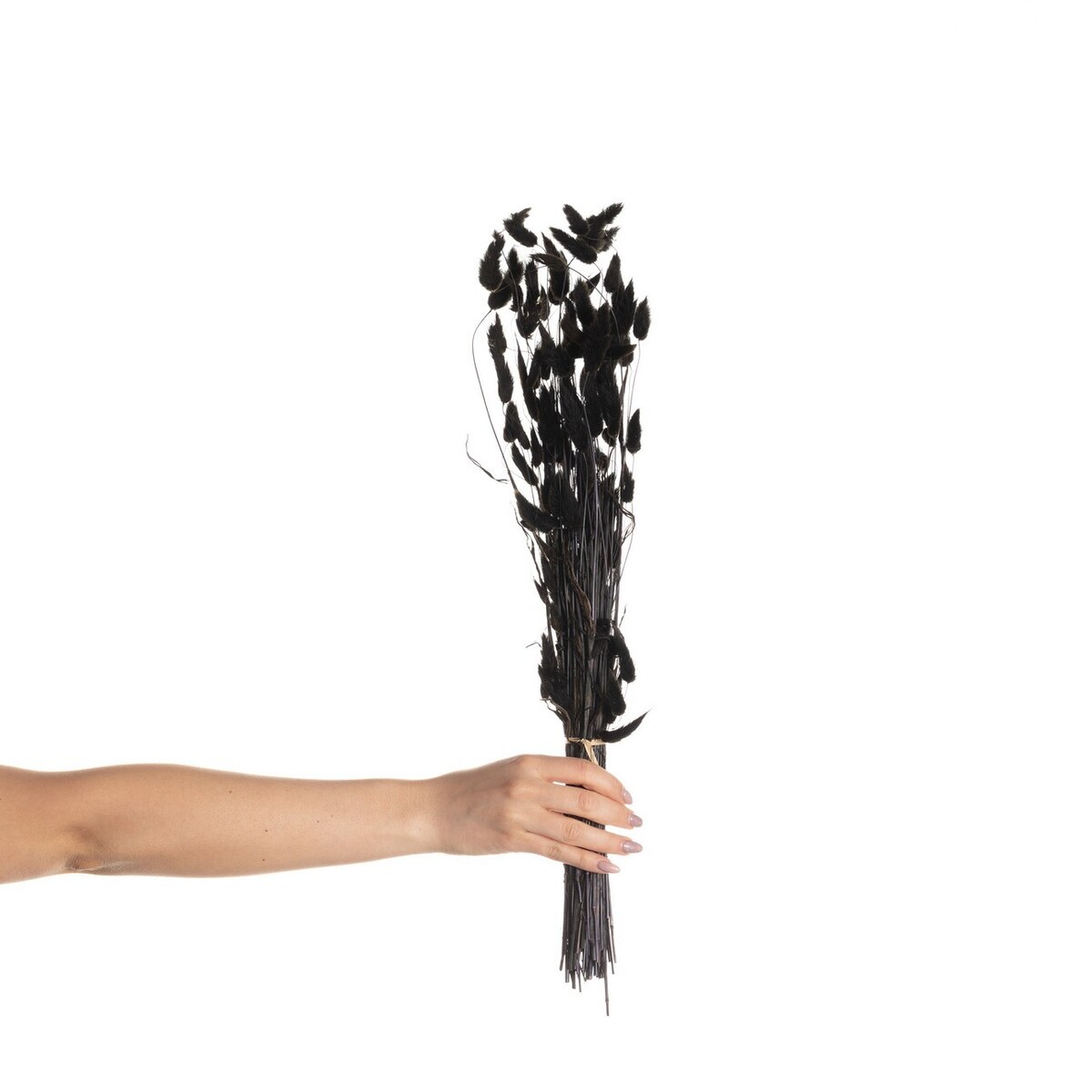 Bukiet Dmuszka 60cm dark brown, 5 x 5 x 60 cm