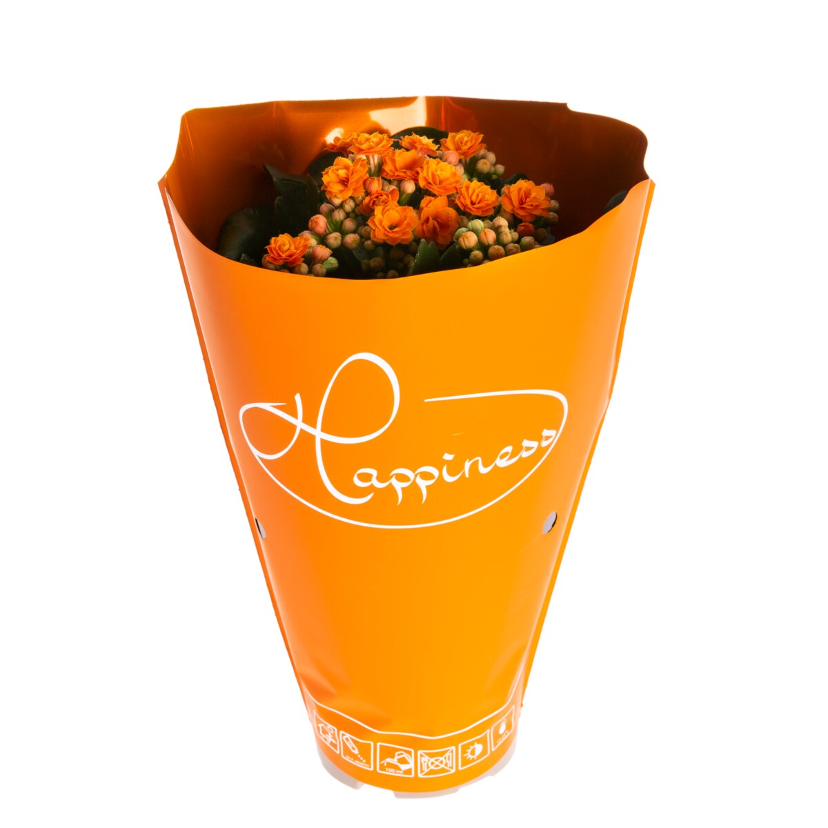 Kalanchoe blos. Happiness kolor pomarańczowy Ø 12cm wysokość 24cm