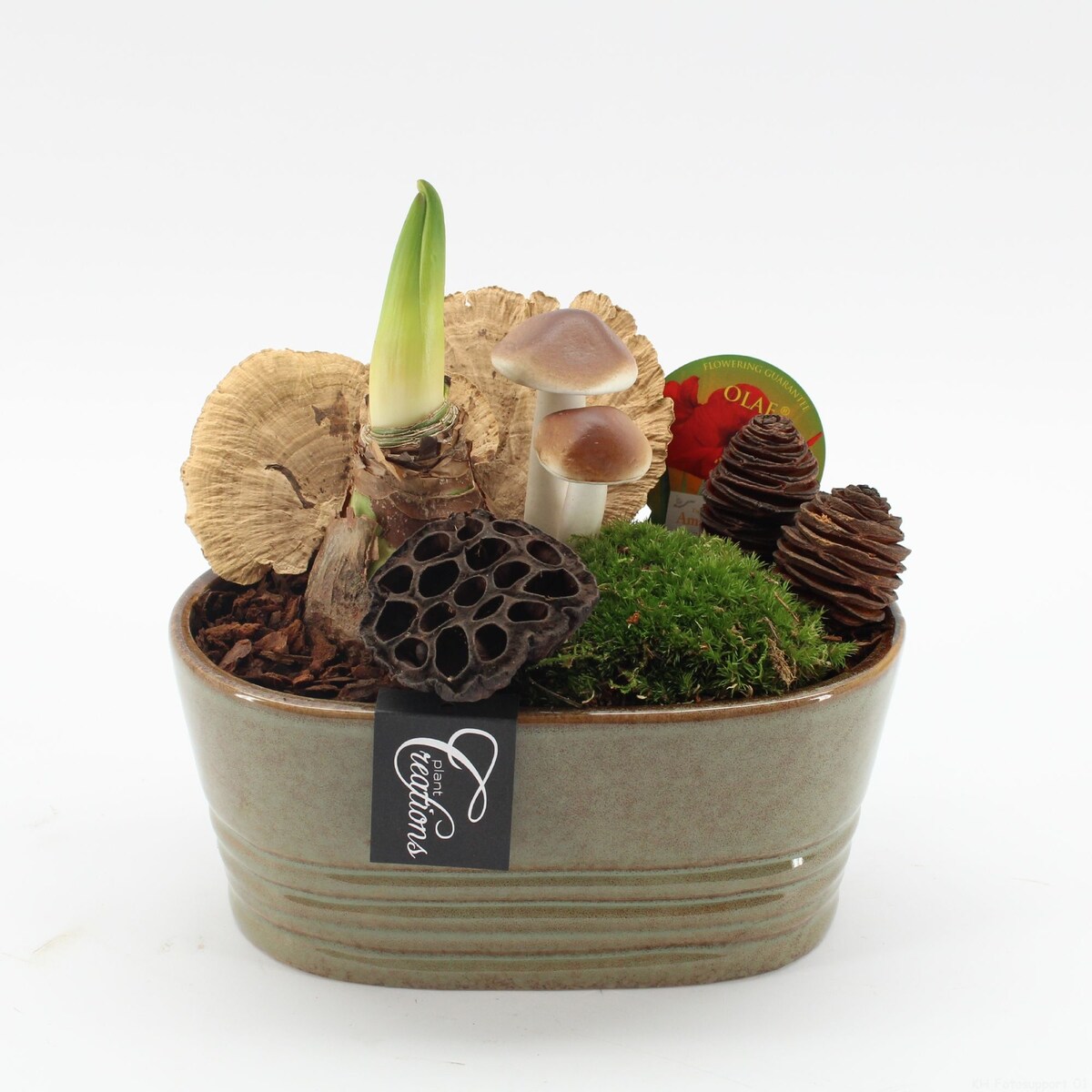 Kompozycja AMARYLLIS w ceramice| Doniczka Ø23cm | Wysokość ok. 25 cm