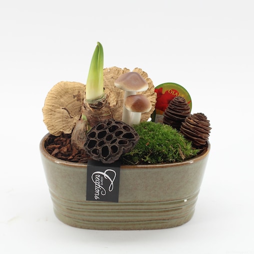 Kompozycja AMARYLLIS w ceramice| Doniczka Ø23cm | Wysokość ok. 25 cm