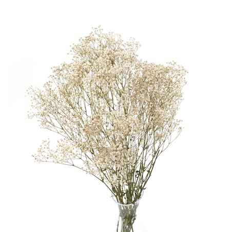 Stabilizowana Gipsówka Naturalna