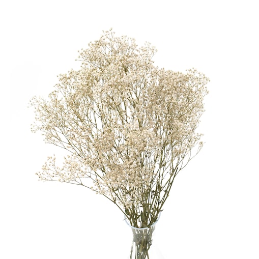 Stabilizowana Gipsówka Naturalna