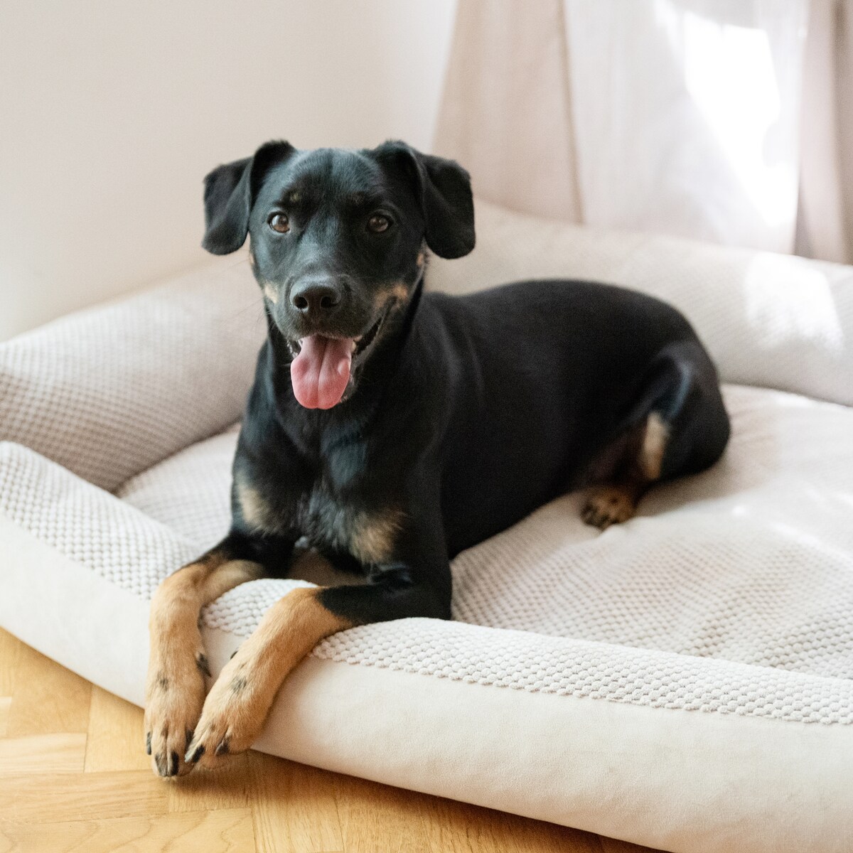 Przytulne legowisko dla psa TEO, 60x40 cm, Beż