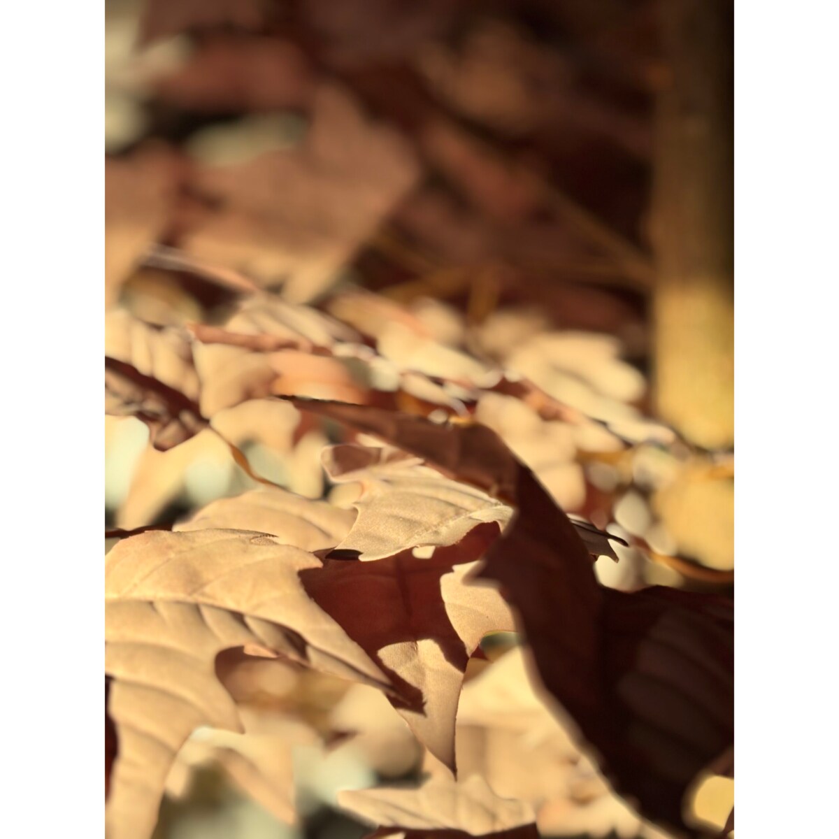 Drzewo klon w kolorze kawy z mlekiem 200 cm na naturalnym pniu