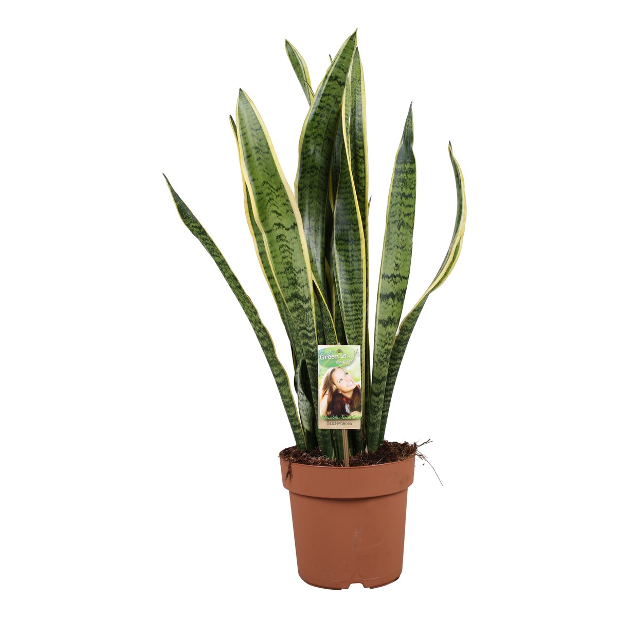 Sansevieria trifasciata Laurentii XXL | Doniczka Ø 21 cm | Wysokość ok. 80 cm