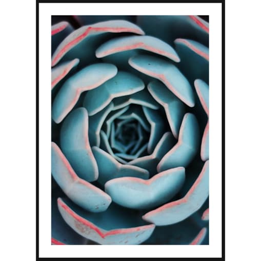 Poster Story, Plakat, Obraz - Tęczowy Sukulent, wymiary 21 x 30 cm