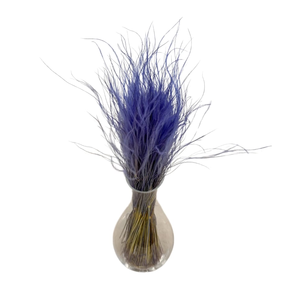 Stipa Pennata Fioletowa