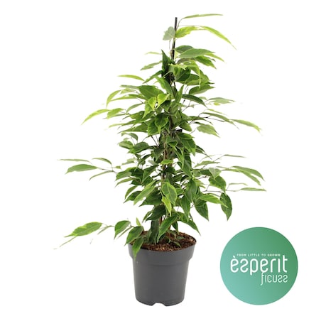 Ficus benjamina Anastasia| Doniczka Ø 14 cm | Wysokość ok. 55 cm