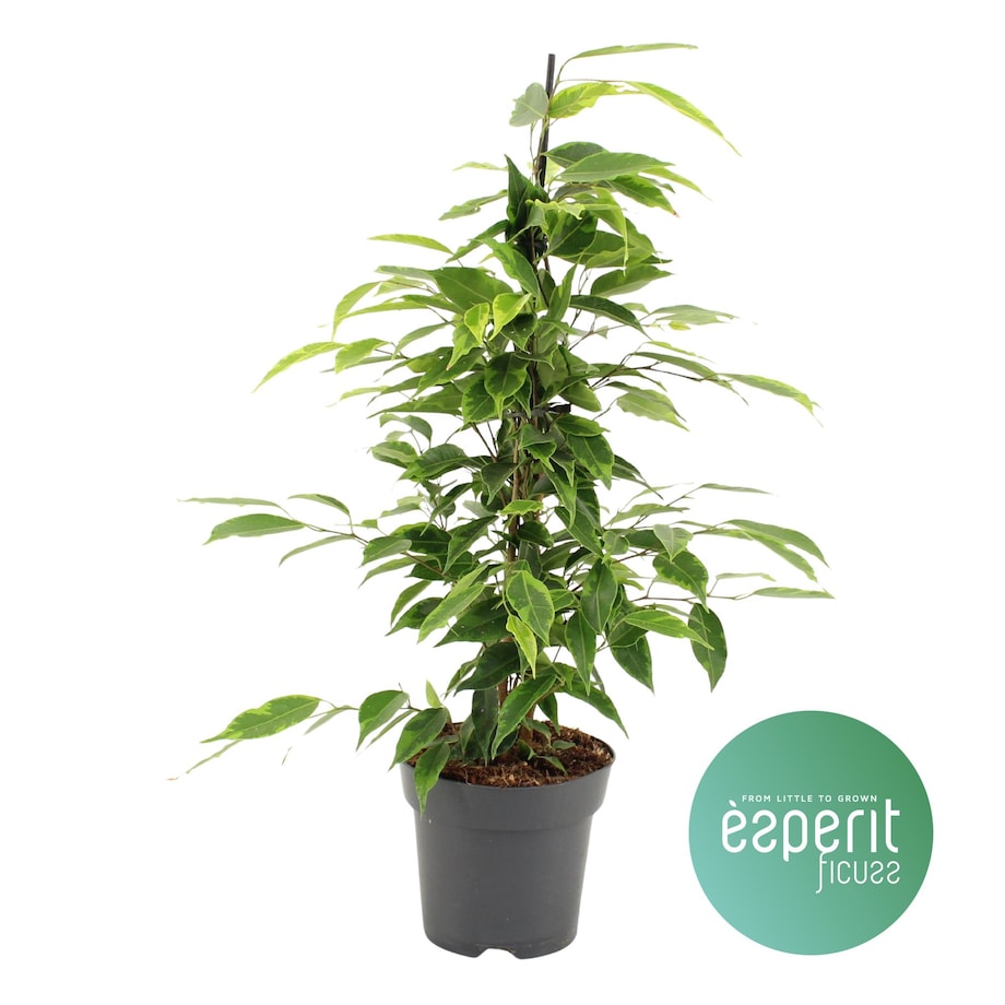 Ficus benjamina Anastasia| Doniczka Ø 14 cm | Wysokość ok. 55 cm