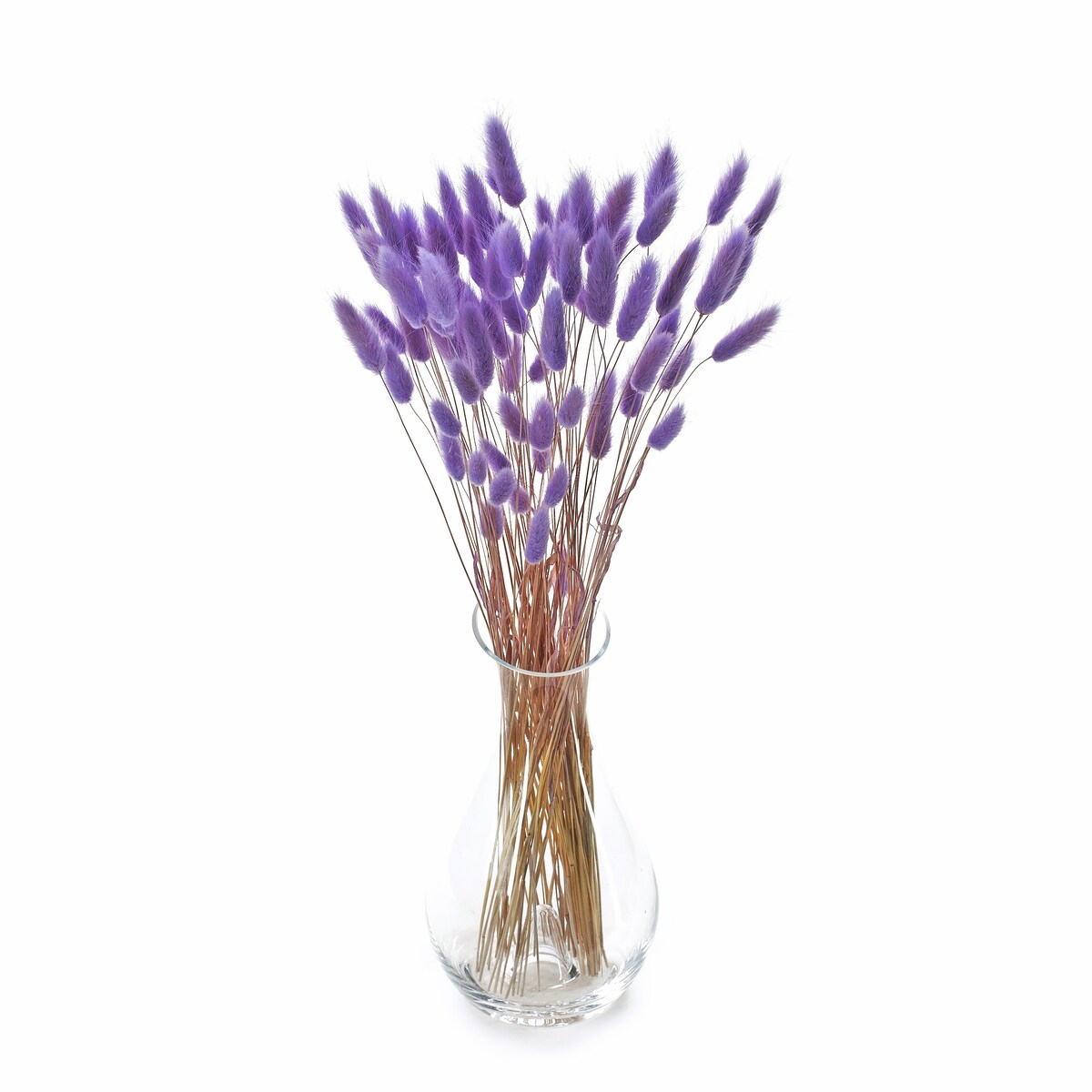 Lagurus Suszony Jasnofioletowy - Dmuszek Jajowaty 70 szt.