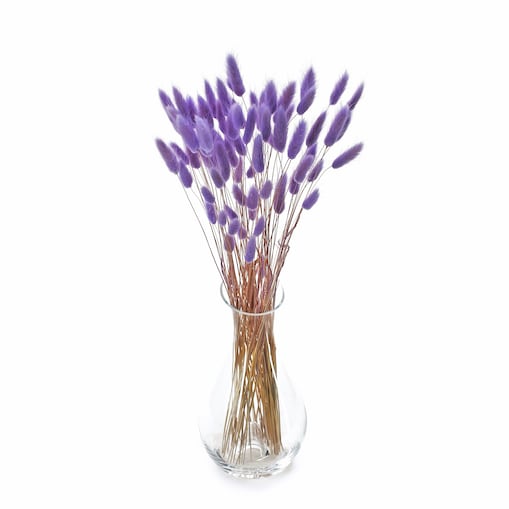 Lagurus Suszony Jasnofioletowy - Dmuszek Jajowaty 70 szt.