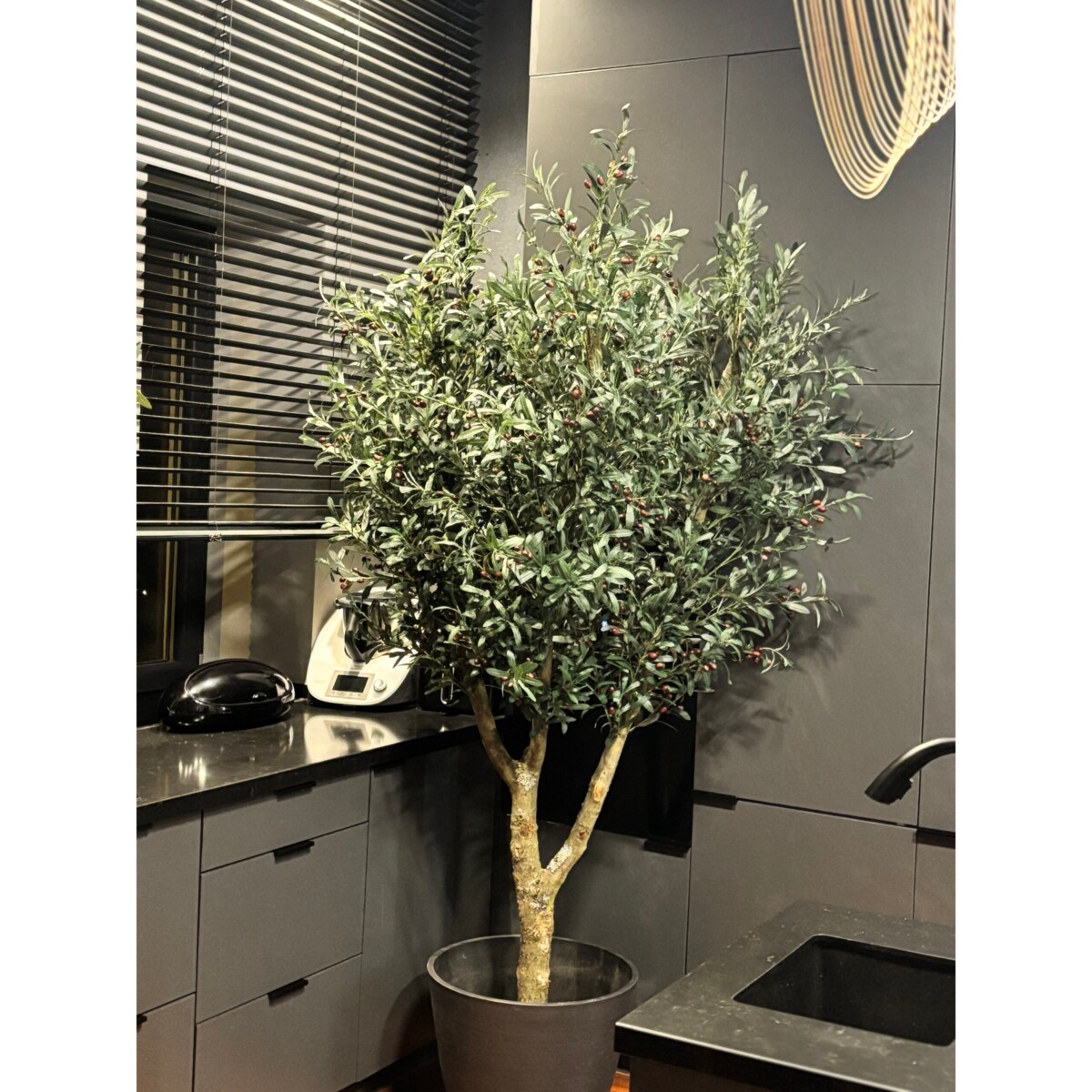 Drzewo oliwka na naturalnym pniu 240 cm - olbrzymia