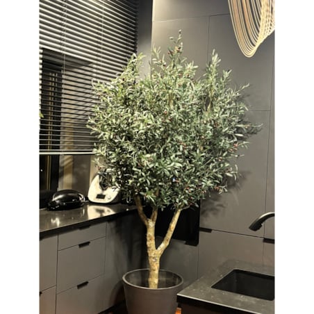 Drzewo oliwka na naturalnym pniu 240 cm - olbrzymia