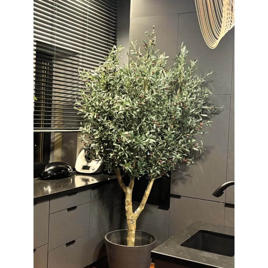 Drzewo oliwka na naturalnym pniu 240 cm - olbrzymia