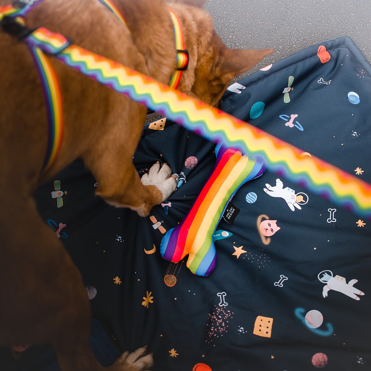 Smycz przepinana z amortyzatorem dla psa lub kota "Miłość, równość, gryzaki" - Szerokość taśmy: 25mm, Rozmiar: M oraz Rodzaj: Mały karabinek