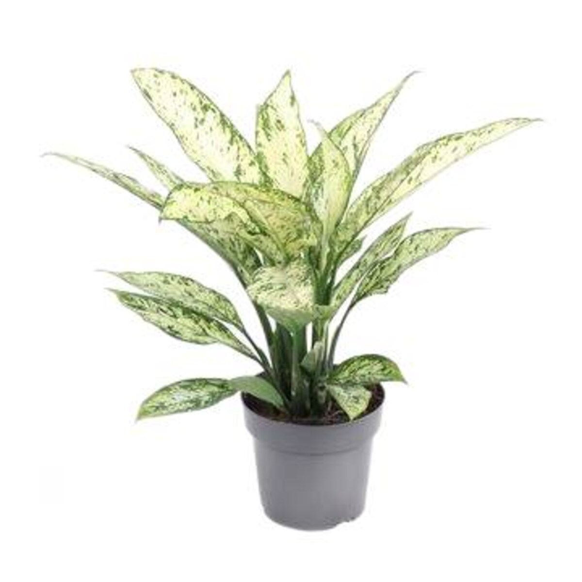 Dieffenbachia Vesuvius – doniczka Ø 19 cm – wys. 60 cm