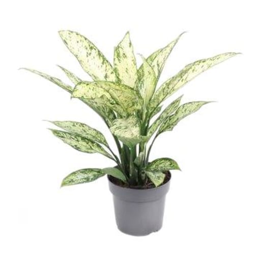 Dieffenbachia Vesuvius – doniczka Ø 19 cm – wys. 60 cm