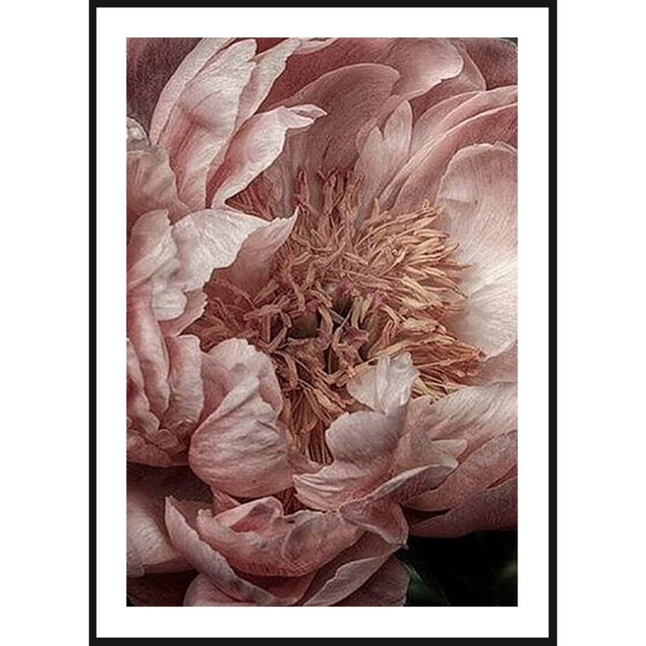 Poster Story, Plakat, Obraz - Różowa Piwonia, wymiary 70 x 100 cm