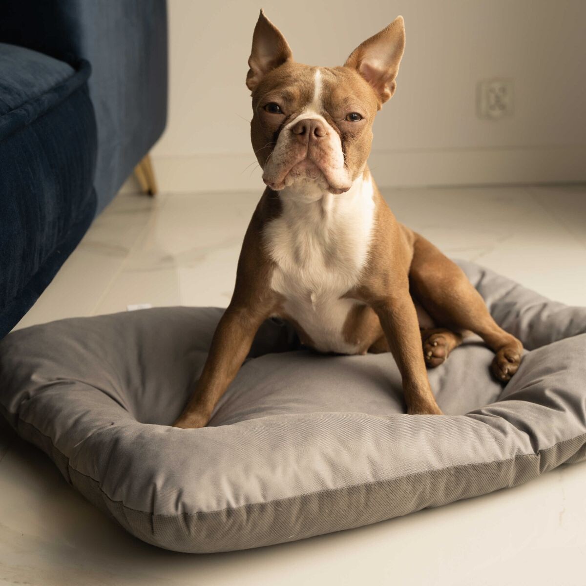 Animood Legowisko poduszka Mort rozmiar: XL, kolor: szary, materiał: kodura