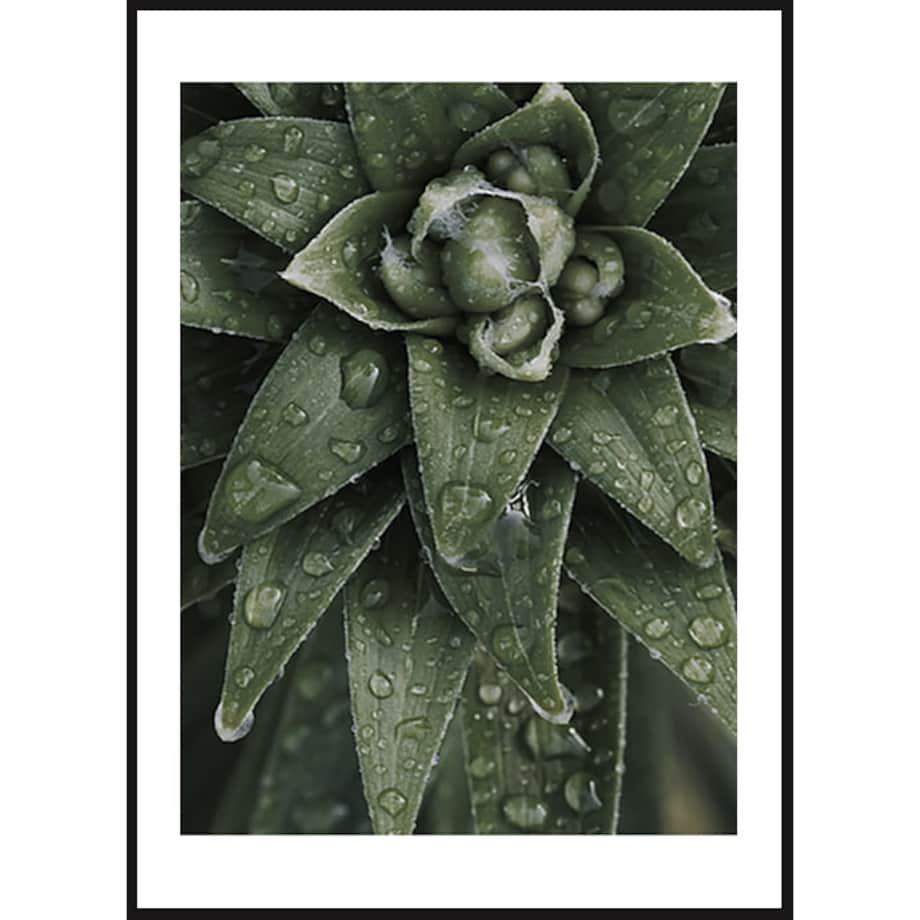 Poster Story, Plakat, Obraz - Aloes Ościsty, wymiary 30 x 42 cm