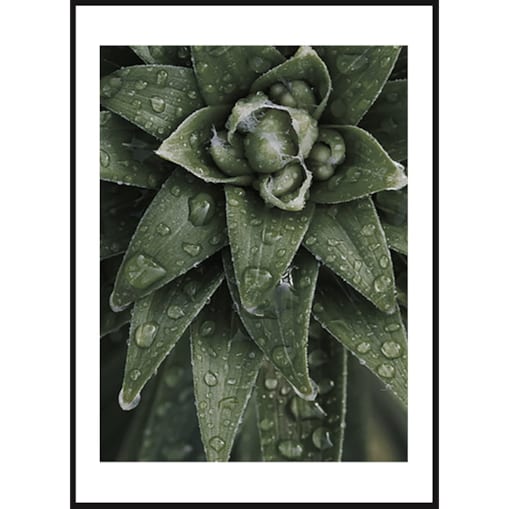 Poster Story, Plakat, Obraz - Aloes Ościsty, wymiary 30 x 42 cm