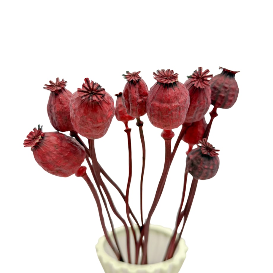 Suszone makówki czerwone - suszone kwiaty 10-12 szt. - bukiet