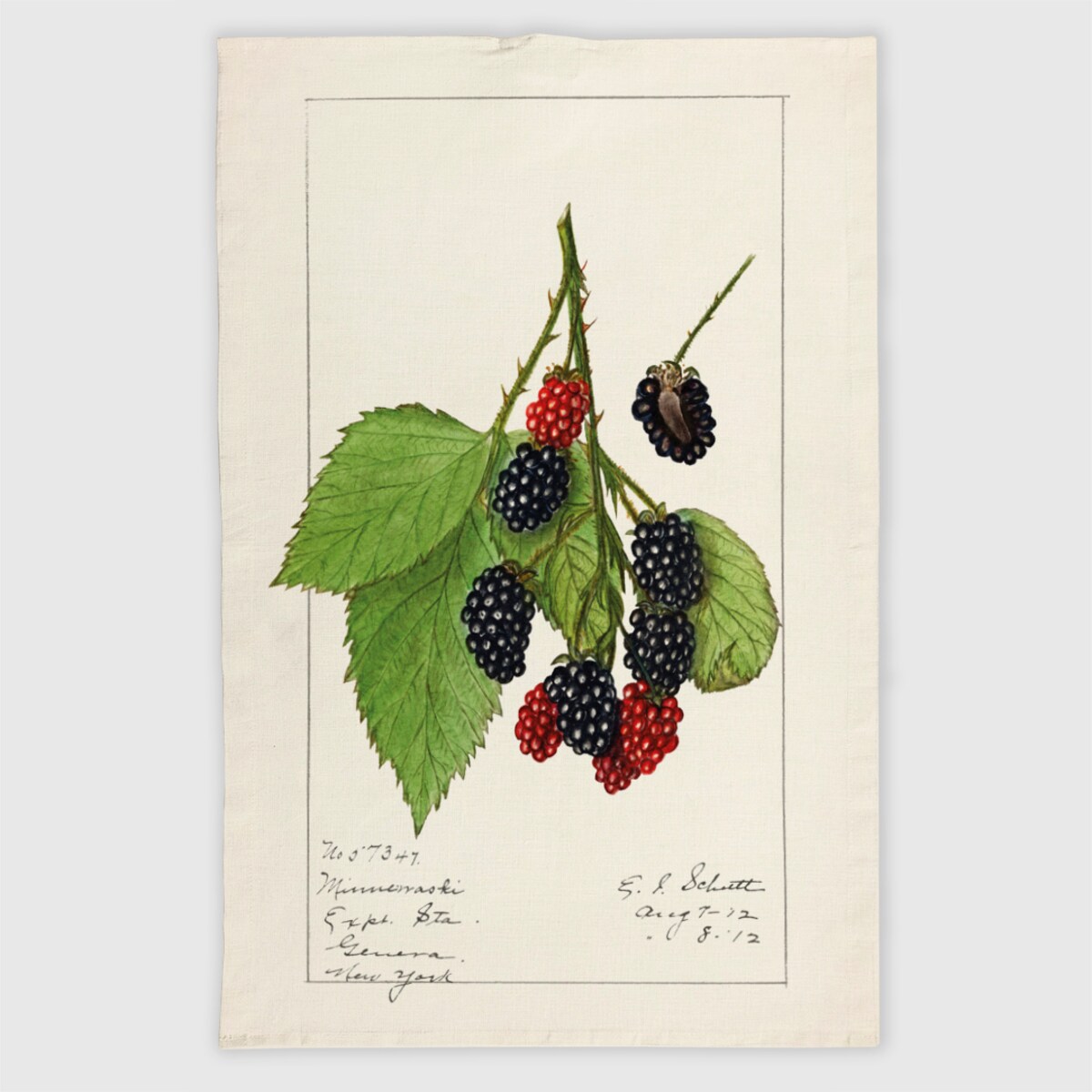 Lniana ścierka kuchenna - Jeżyny