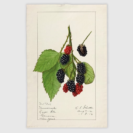 Lniana ścierka kuchenna - Jeżyny