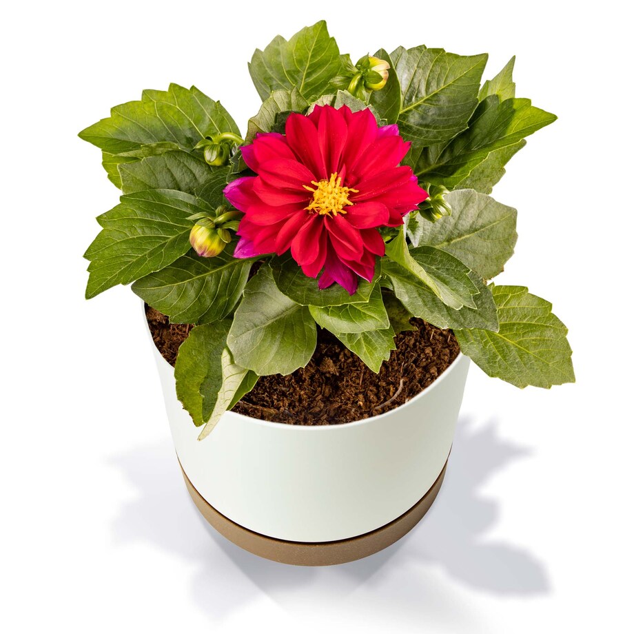 Doniczka Ogrodowa 14,8Cm Z Podstawką Do Domu Donica Plastikowa Gładka Biała