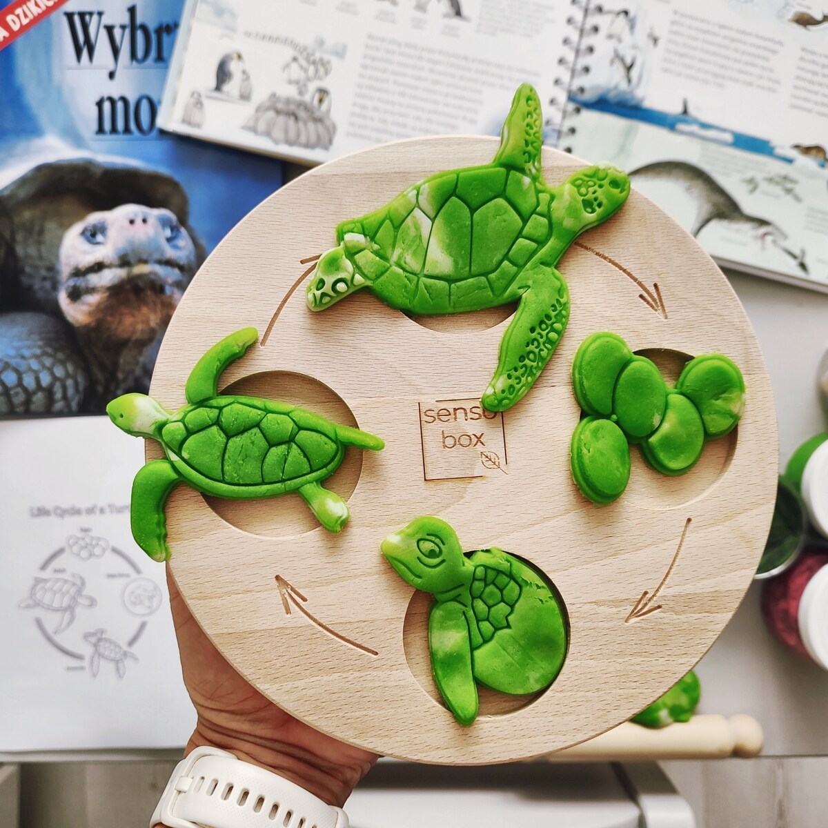 Foremki do ciastoliny cykl rozwoju Żółwia