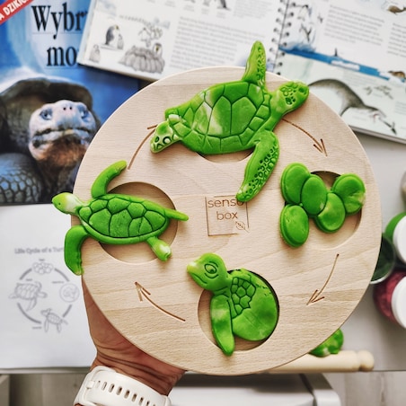 Foremki do ciastoliny cykl rozwoju Żółwia