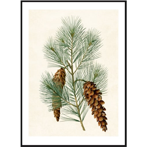 Poster Story, Plakat, Obraz - Rycina Sosny, wymiary 50 x 70 cm