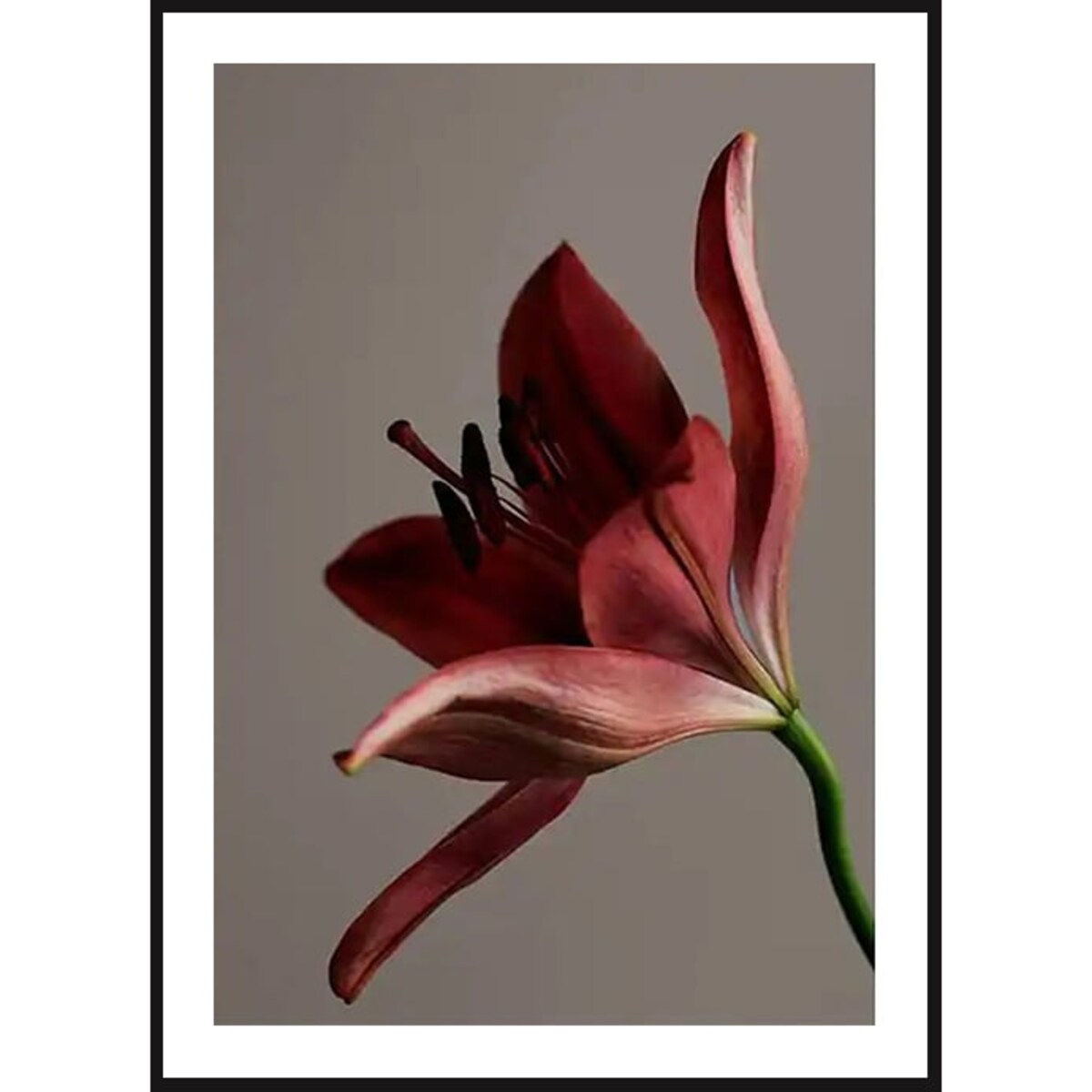 Poster Story, Plakat, Obraz - Czerwony Kwiat, wymiary 70 x 100 cm