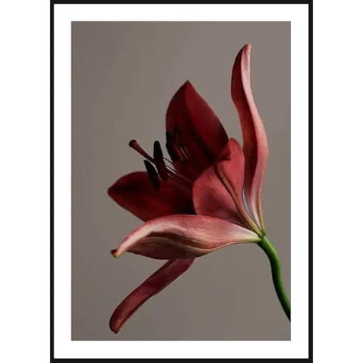 Poster Story, Plakat, Obraz - Czerwony Kwiat, wymiary 70 x 100 cm